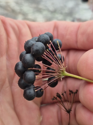 bristly sarsaparilla