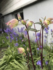 Angiospermae