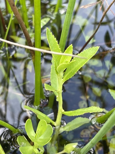 Proserpinaca palustris, photograph 6