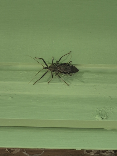 North American Wheel Bug