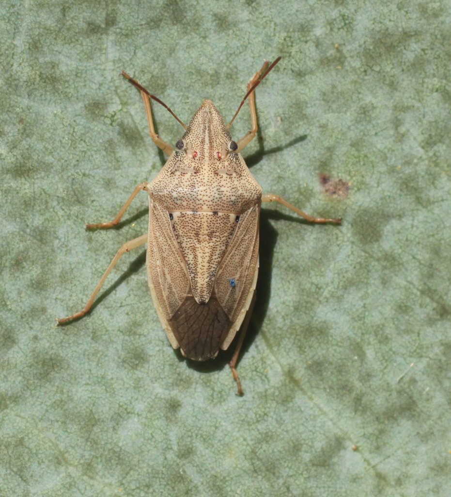 Aeptini