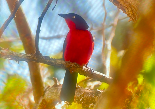 Black-headed Gonolek