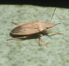 Paramenestheus nercivus