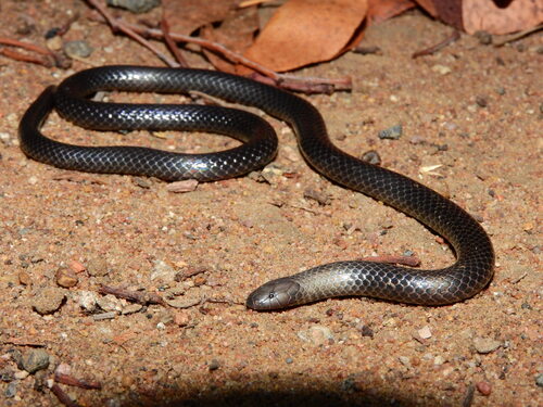 Photo of a Eastern Purple-glossed Snake (Amblyodipsas microphthalma)