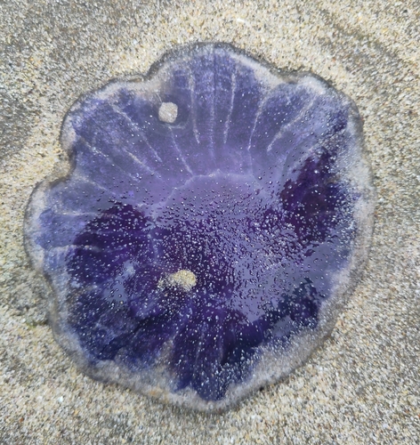 Blue Jelly