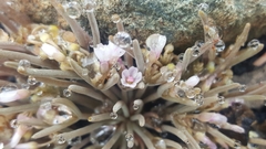 Claytonia exigua