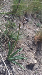 Eremurus spectabilis