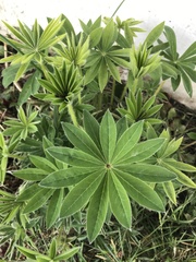 Magnoliopsida