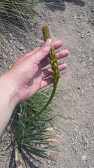 Eremurus spectabilis