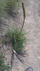 Eremurus spectabilis