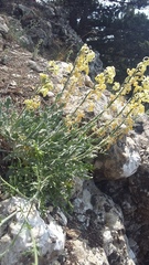 Matthiola odoratissima