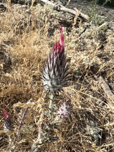 Cirsium occidentale, photograph 5