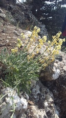 Matthiola odoratissima