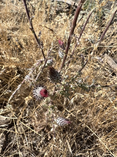 Cirsium occidentale, photograph 6