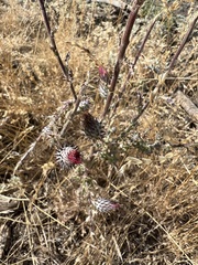 Cirsium occidentale, photograph (c) Ryan Donnelly, some rights reserved (CC BY)