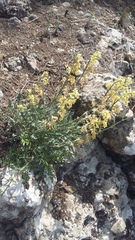 Matthiola odoratissima