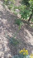 Pseudopodospermum molle