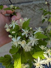 Clematis apiifolia