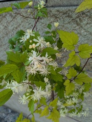 Clematis apiifolia, photograph (c) Timur Kalininsky, some rights reserved (CC BY)