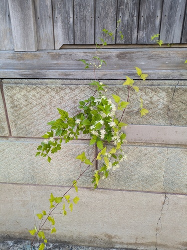 Clematis apiifolia, photograph 3