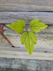 Clematis apiifolia, photograph (c) Timur Kalininsky, some rights reserved (CC BY)