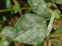 Erysiphe pisi