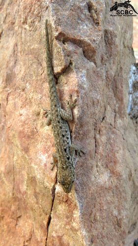 Makgabeng Dwarf Gecko, Lygodactylus montiscaeruli
