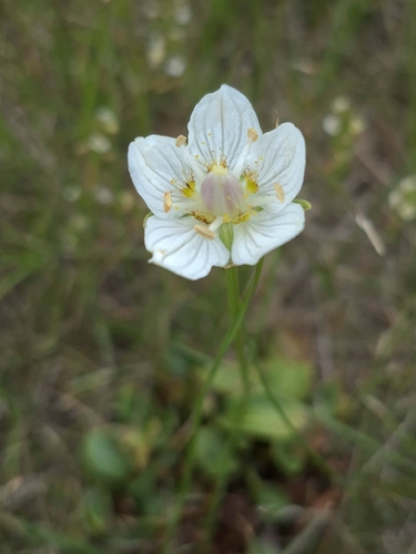marsh grass-of-Parnassus