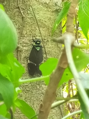 Formotosena seebohmi