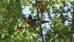 Garrulus glandarius