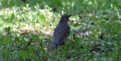 Turdus philomelos