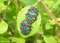 Poecilocoris splendidulus
