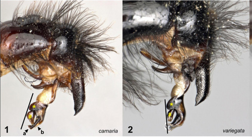 Sarcophaga nuotrauka