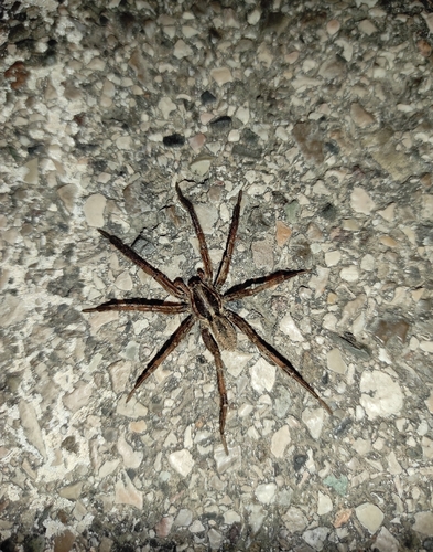 Radiated Wolf Spider