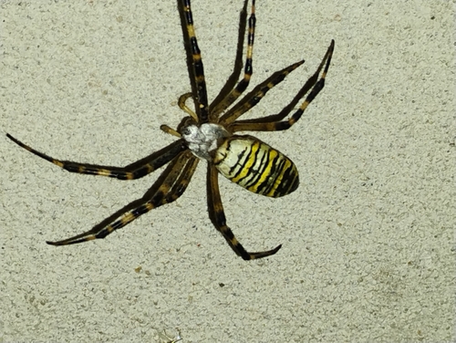 Wasp Spider