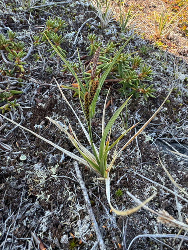 Carex bigelowii, photograph 6