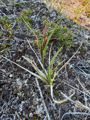 Carex bigelowii, photograph (c) Ida B D Jacobsen, some rights reserved (CC BY)
