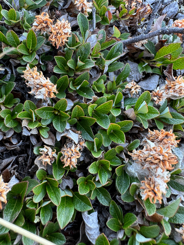 Salix uva-ursi, photograph 2