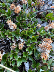 Salix uva-ursi, photograph (c) Ida B D Jacobsen, some rights reserved (CC BY)