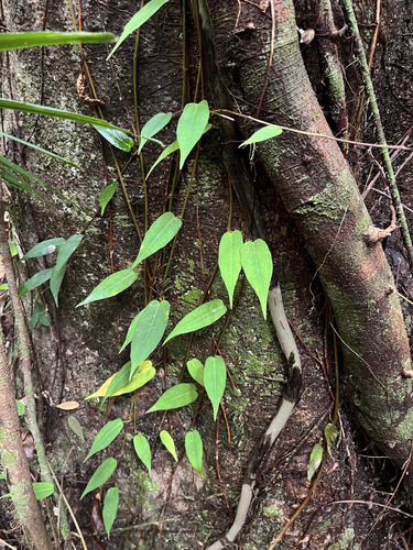 Ficus pantoniana observed 2026-08-16