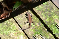 Eutropis rudis
