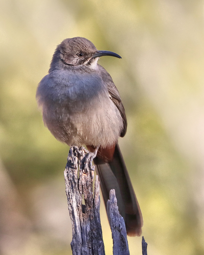 Crissal Thrasher