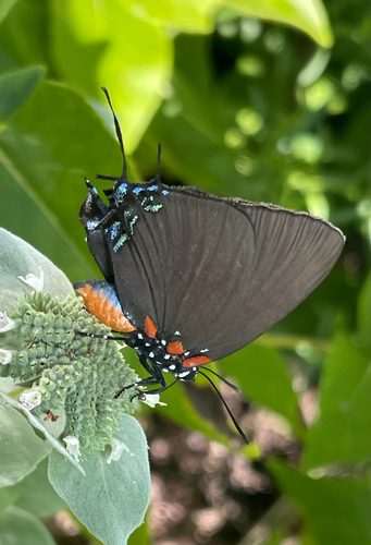 Great Purple Hairstreak