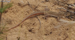 Acanthodactylus boskianus asper