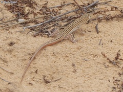 Acanthodactylus boskianus asper