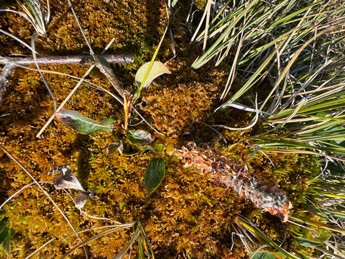 Salix arctophila