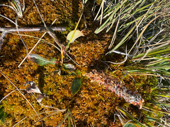 Salix arctophila