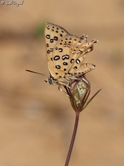 Cigaritis cilissa