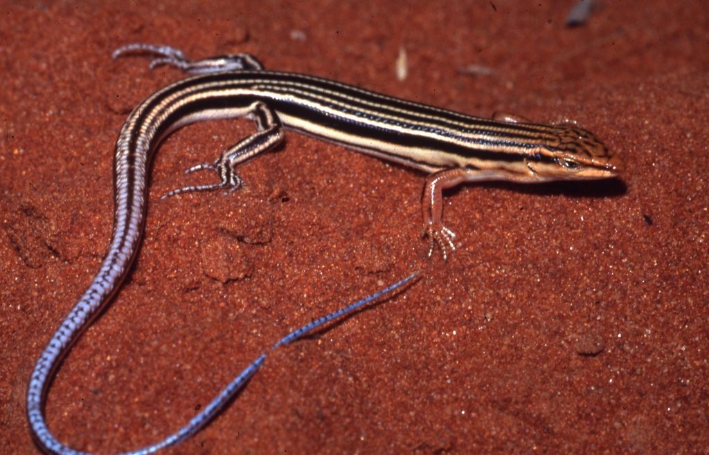 Blue-Tailed Finesnout Ctenotus