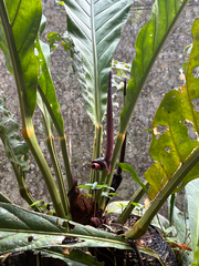 (c) KATELL UGUEN, some rights reserved (CC BY-SA) Anthurium plowmanii, photograph (c) KATELL UGUEN, some rights reserved (CC BY-SA)